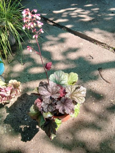 Heuchera World Caffe 'Shakerato' - Tűzeső (Tűzgyöngyvirág)