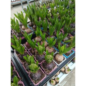 Hyacinthus - Jácint (1 hagymás)