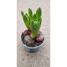 Hyacinthus - Jácint 