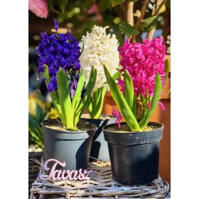 Hyacinthus - Jácint