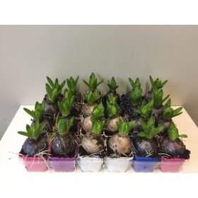 Hyacinthus 'Pearl 5 Colours' - Jácint