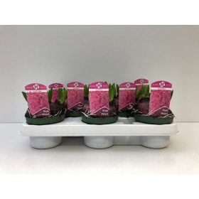 Hyacinthus 'Pink pearl' - Jácint