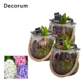 Hyacinthus - Jácint (1 hagymás) üvegben