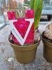 Hyacinthus mix - Jácint 