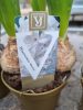 Hyacinthus mix - Jácint 
