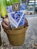 Hyacinthus mix - Jácint 