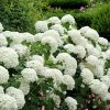 Hydrangea arborescens "Strong Annabelle" - Cserjés hortenzia