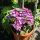 Hydrangea macrophylla 'Black Diamonds Dark Angel Purple' - Hortenzia