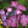 Hydrangea macrophylla 'Black Diamonds Dark Angel Purple' - Hortenzia