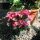 Hydrangea macrophylla 'Black Diamonds Dark Angel Red' - Hortenzia