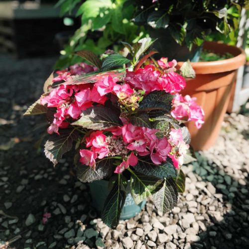 Hydrangea macrophylla 'Black Diamonds Dark Angel Red' - Hortenzia
