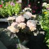 Hydrangea macrophylla 'Black Diamonds Midnight Pearl' - Hortenzia