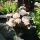 Hydrangea macrophylla 'Black Diamonds Midnight Pearl' - Hortenzia