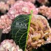 Hydrangea macrophylla 'Black Diamonds Midnight Pearl' - Hortenzia