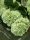 Hydrangea macrophylla - Kerti Hortenzia