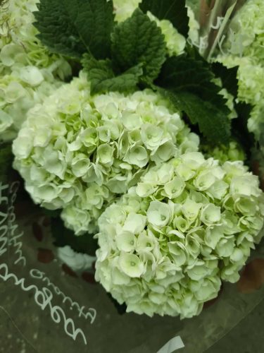 Hydrangea macrophylla - Kerti Hortenzia
