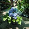 Hydrangea macrophylla ‘Music Collection Blue Boogiewoogie’ - Kerti hortenzia