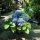 Hydrangea macrophylla ‘Music Collection Blue Boogiewoogie’ - Kerti hortenzia