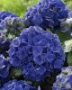 Hydrangea macrophylla ‘Music Collection Blue Boogiewoogie’ - Kerti hortenzia