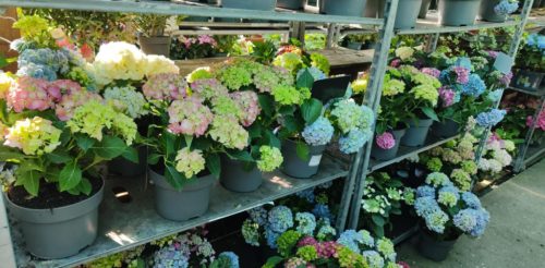 Hydrangea macrophylla mix - Hortenzia (5+ virág)