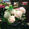 Hydrangea macrophylla 'Pink Punk' - Hortenzia