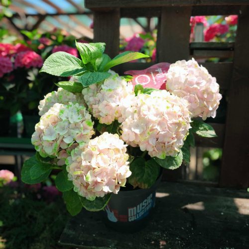 Hydrangea macrophylla 'Pink Punk' - Hortenzia