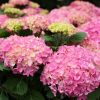 Hydrangea macrophylla 'Pink Punk' - Hortenzia