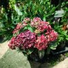 Hydrangea macrophylla 'Music Collection Red Reggae' - Kerti hortenzia