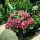Hydrangea macrophylla 'Music Collection Red Reggae' - Kerti hortenzia