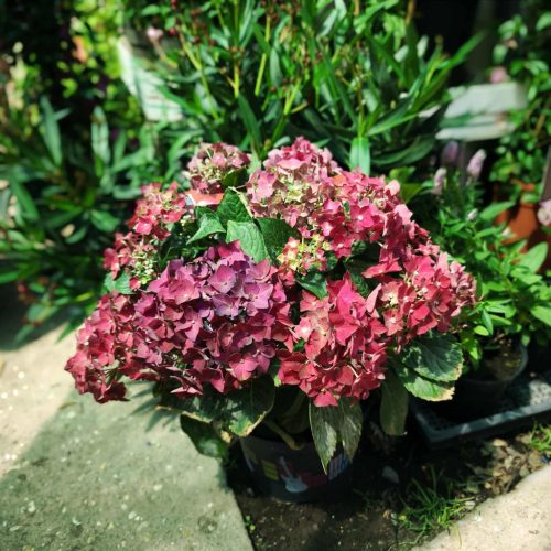 Hydrangea macrophylla 'Music Collection Red Reggae' - Kerti hortenzia