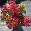 Hydrangea macrophylla 'Music Collection Red Reggae' - Kerti hortenzia