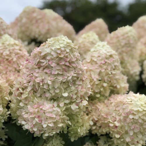 Hydrangea paniculata "Limelight" - Bugás hortenzia