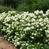 Hydrangea paniculata "Limelight" - Bugás hortenzia