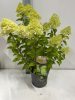 Hydrangea paniculata "Limelight" - Bugás hortenzia