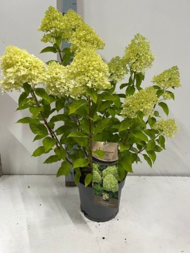Hydrangea paniculata "Limelight" - Bugás hortenzia