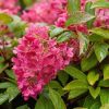 Hydrangea paniculata 'Pinky Winky' - Bugás hortenzia