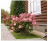 Hydrangea paniculata 'Pinky Winky' - Bugás hortenzia