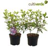 Hydrangea paniculata "Vanille-Fraise" - Bugás hortenzia