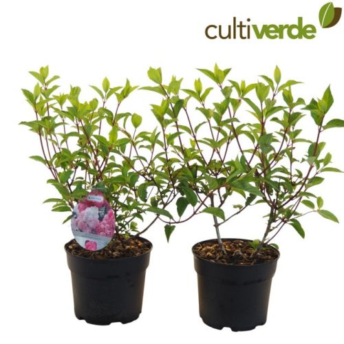 Hydrangea paniculata "Vanille-Fraise" - Bugás hortenzia