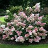 Hydrangea paniculata "Vanille-Fraise" - Bugás hortenzia