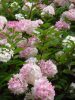 Hydrangea paniculata "Vanille-Fraise" - Bugás hortenzia