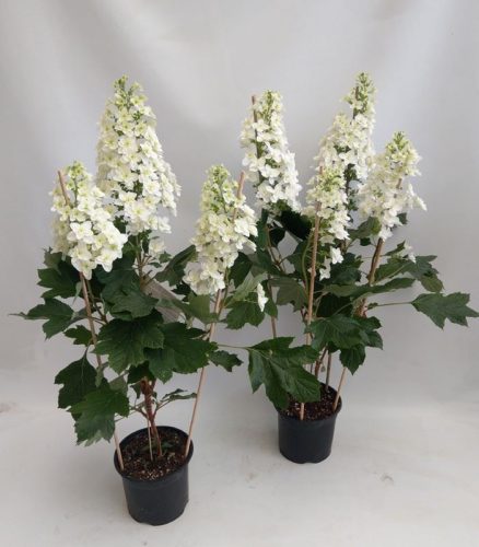 Hydrangea Quercifolia - Tölgylevelű Hortenzia (3 virágú)