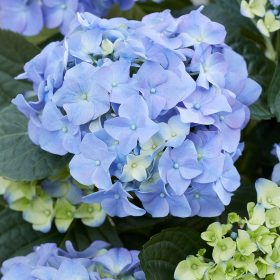   Hydrangea macrophylla 'Early blue' - Kerti hortenzia