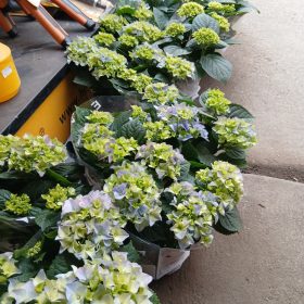 Hydrangea macrophylla mix - Kerti hortenzia