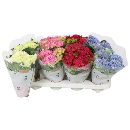 Hydrangea macrophylla mix - Kerti hortenzia