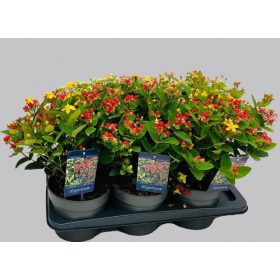 Hypericum Miracle -orbáncfű