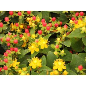 hypericum - orbáncfű
