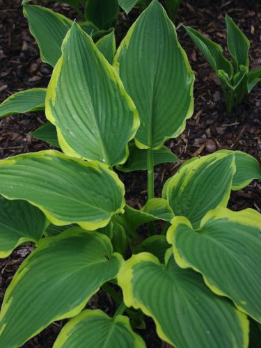 Hosta 'Yellow River' – Árnyékliliom