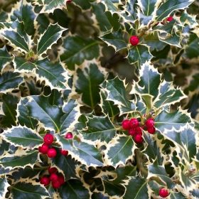 Ilex aquifolium 'Argentea Variegata' – Magyal