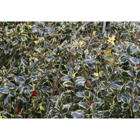   Ilex aquifolium 'Argentea Variegata' pendula – Magyal
